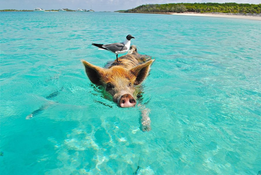 Boat & Island Tours